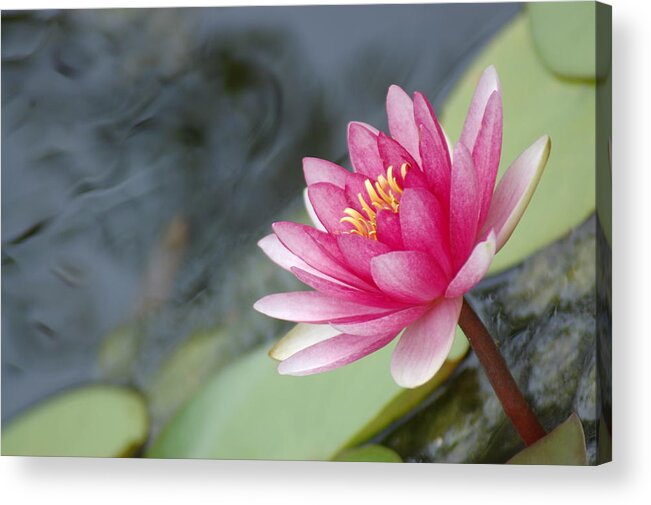 Lily Pads Acrylic Print featuring the photograph Lily Pads by Donna Bentley