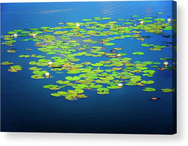 North Port Florida Acrylic Print featuring the photograph Lily Pads by Tom Singleton