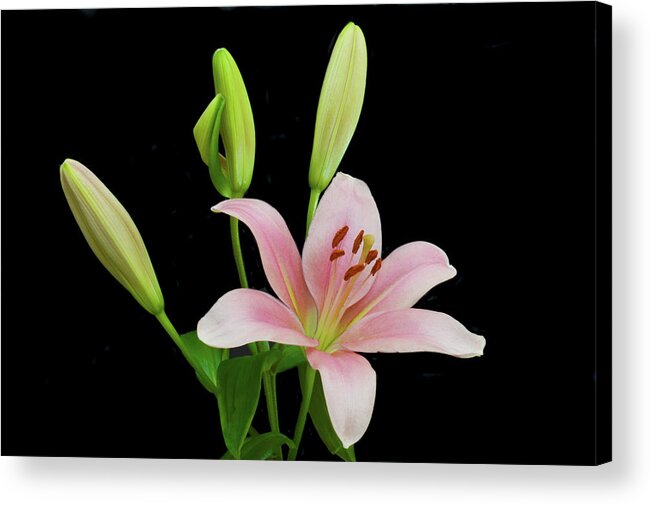 Floral Portraits Acrylic Print featuring the photograph Lily The Pink by Terence Davis