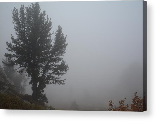 Elko Nevada Landscape Photography Acrylic Print featuring the photograph Limber Pine in Fog by Jenessa Rahn
