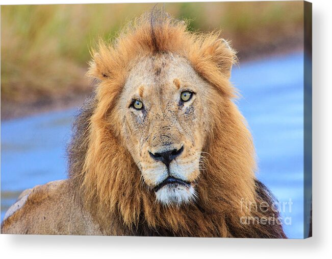 Kruger Acrylic Print featuring the photograph Lion Eyes by Jennifer Ludlum
