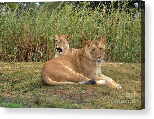Lion Acrylic Print featuring the photograph Lion Pride by John Black