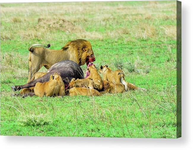 Africa Acrylic Print featuring the photograph Lion Pride with Cape Buffalo Capture by Marilyn Burton