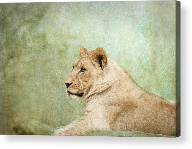 Nc Zoo Acrylic Print featuring the photograph Lioness Portrait II by Wade Brooks