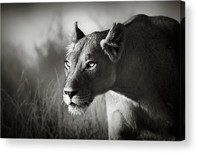 Lioness Acrylic Print featuring the photograph Lioness stalking by Johan Swanepoel