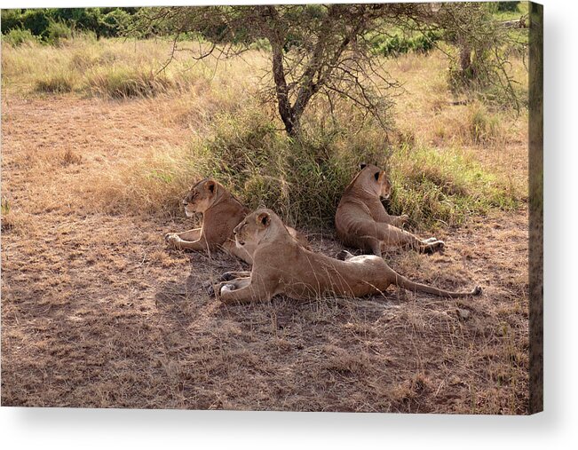 National Park Acrylic Print featuring the photograph Lionesses Three by Mary Lee Dereske