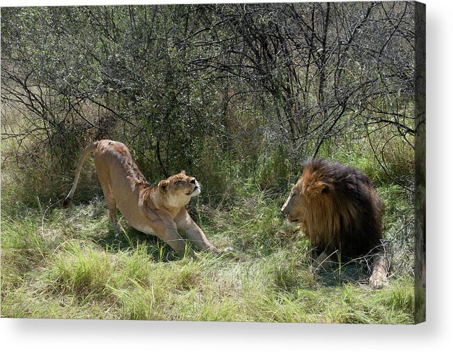 Africa Acrylic Print featuring the photograph Lions by Adele Aron Greenspun
