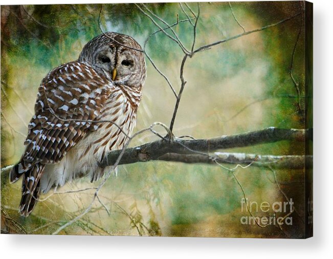 Great Grey Owl Acrylic Print featuring the photograph Listen ponder speak by Heather King