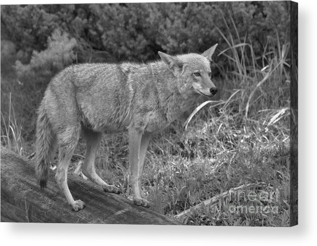 Yellowstone Coyote Acrylic Print featuring the photograph Listening Intently Closeup Black And White by Adam Jewell