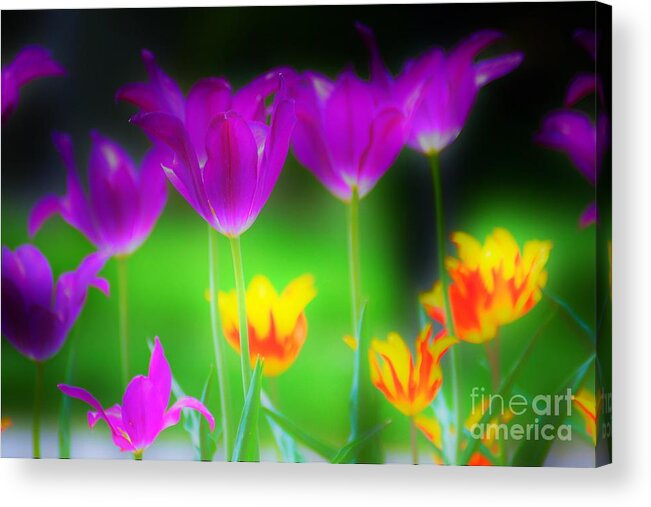 Flowers Acrylic Print featuring the photograph Lite from Below by Merle Grenz