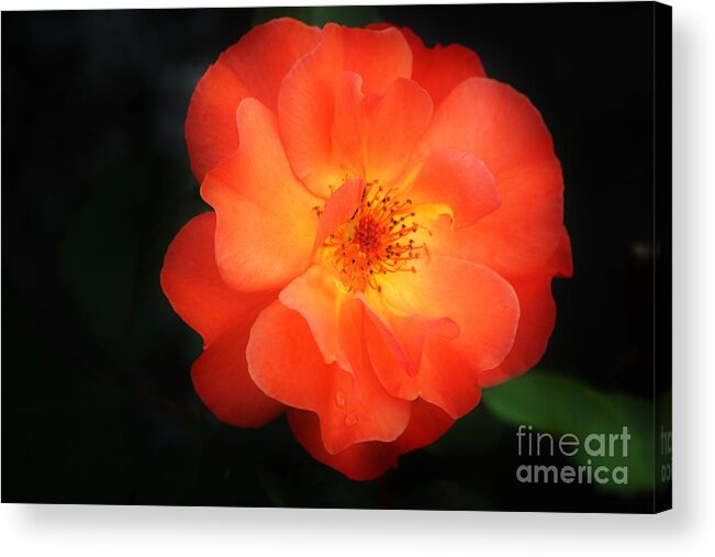 Flower Acrylic Print featuring the photograph Lite up by Merle Grenz