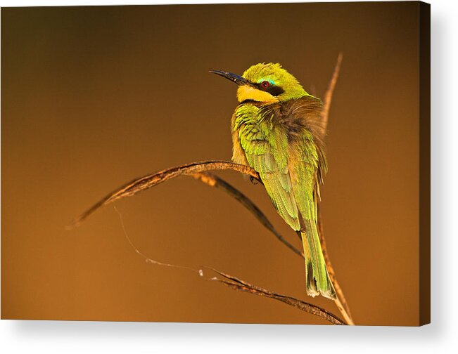 Africa Acrylic Print featuring the photograph Little Bee-eater by Johan Elzenga