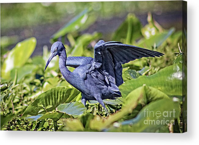 Nature Acrylic Print featuring the photograph Little Blue Heron Hunting - Egretta Caerulea by DB Hayes