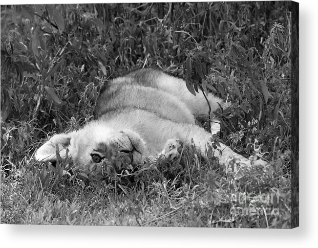 Lion Acrylic Print featuring the photograph Too Cute Lion Cub by Chris Scroggins