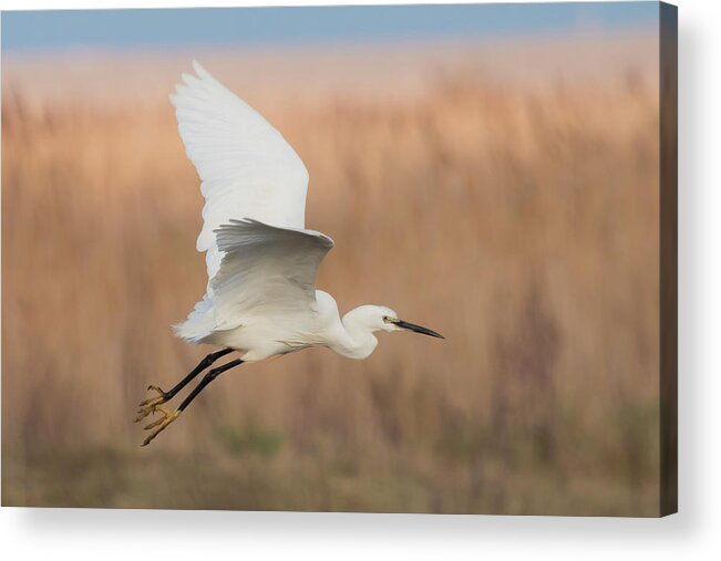 Litte Acrylic Print featuring the photograph Little Egret by Wendy Cooper