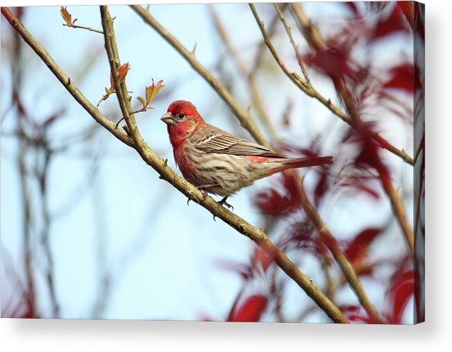 Birds Acrylic Print featuring the photograph Little Finch by Trina Ansel