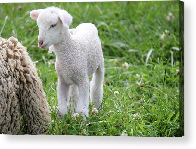 Lamb Acrylic Print featuring the photograph Little Lamb by Brook Burling