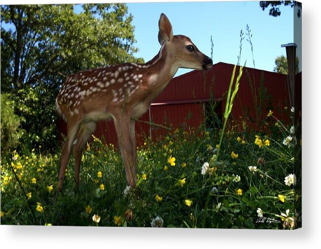 Deer Acrylic Print featuring the photograph Little Lochem by Bill Stephens