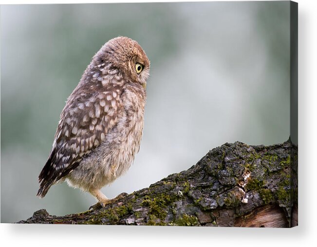Athene Noctua Acrylic Print featuring the photograph Little Owl Chick Practising Hunting Skills by Roeselien Raimond