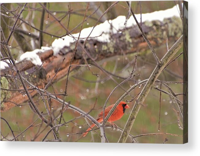 Cardinal Acrylic Print featuring the photograph Little Red Bird by Evelina Popilian