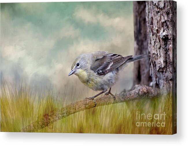 Warbler Acrylic Print featuring the photograph Little Warbler in Louisiana Winter by Bonnie Barry