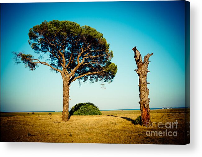 Water Acrylic Print featuring the photograph Live and dead tree at seacoast by Raimond Klavins