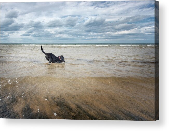 Dog Acrylic Print featuring the photograph Live in the moment by Jean Gill