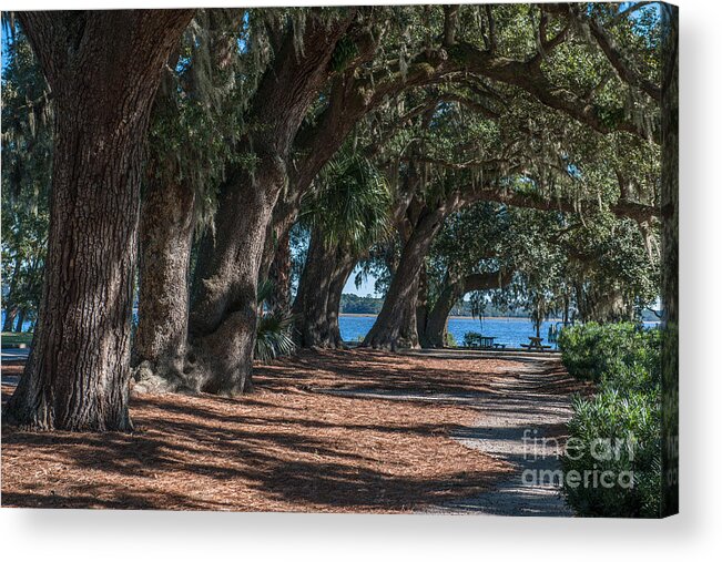 Daniel Island Acrylic Print featuring the photograph Live Oak Pathway by Dale Powell