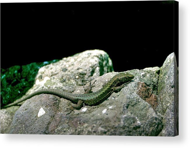Nature Acrylic Print featuring the photograph Lizard by Gouzel -