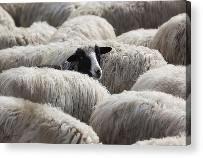 Sheep Acrylic Print featuring the photograph Lo Sguardo by Massimo Della Latta