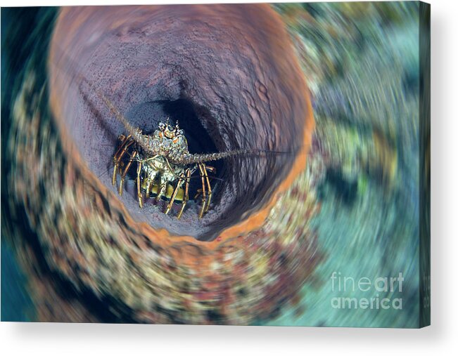 Caribbean Spiny Lobster Acrylic Print featuring the photograph Lobster Barrel by Aaron Whittemore