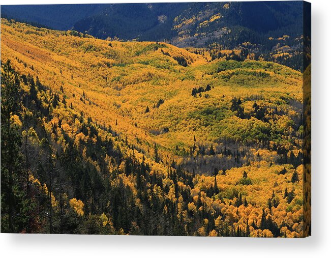Aspens Acrylic Print featuring the photograph Lockett Meadow Shines by Tom Kelly