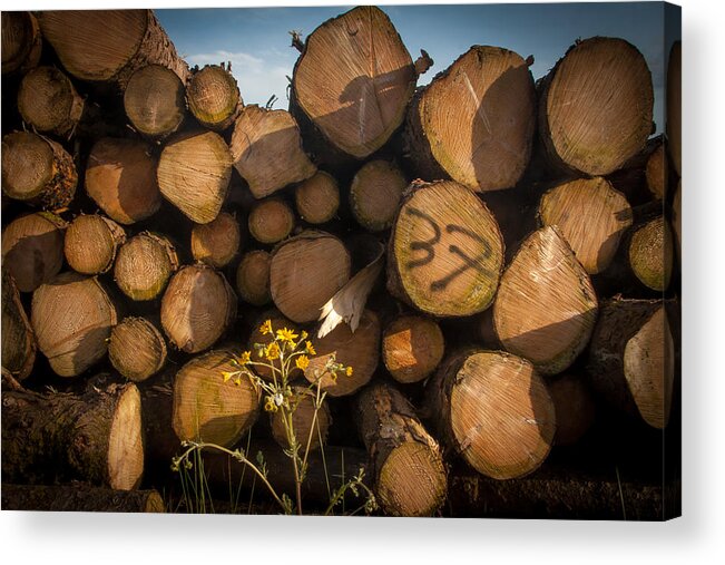 Logging Acrylic Print featuring the photograph Logged by Mark Callanan