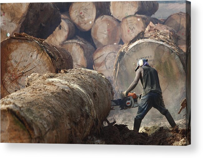 Mp Acrylic Print featuring the photograph Logger Cutting Tree Trunk, Cameroon by Cyril Ruoso