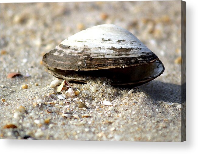 Shells Acrylic Print featuring the photograph Lone Clam by Mary Haber