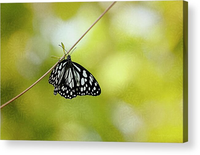 Butterflies Acrylic Print featuring the photograph Lonely Butterfly by Maria Angelica Maira