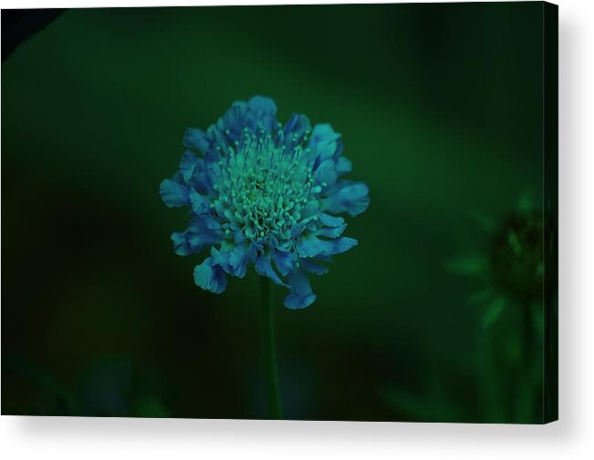 Flowers Acrylic Print featuring the photograph Lonely by Helen Carson