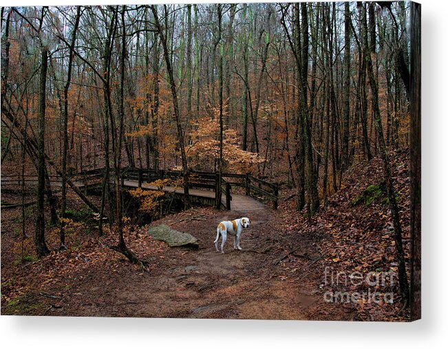 Hound Acrylic Print featuring the photograph Lonely Hound by Barbara Bowen