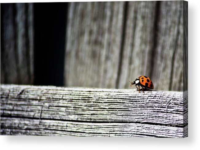 Air Acrylic Print featuring the photograph Lonely Ladybug by Ms Judi