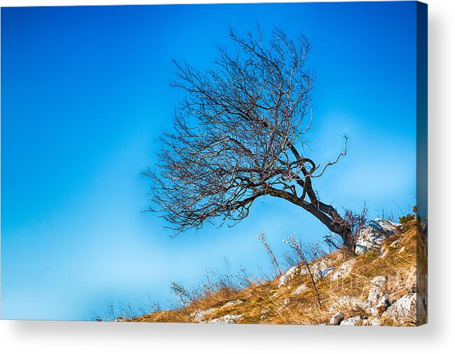 Bulgaria Acrylic Print featuring the photograph Lonely Tree Blue Sky by Jivko Nakev