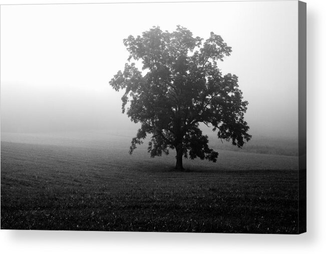 Cades Cove Acrylic Print featuring the photograph Lonely Tree by Deborah Scannell