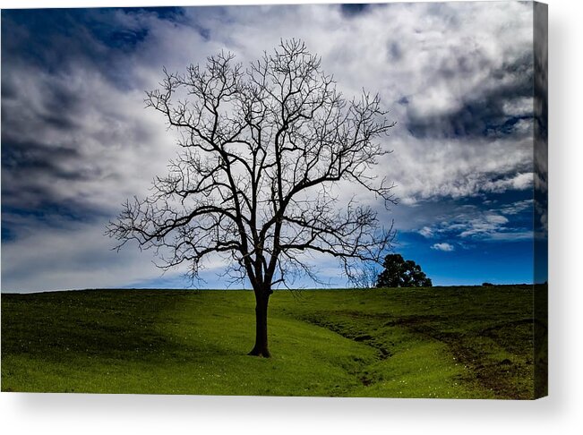 Tree Acrylic Print featuring the photograph Lonely Tree by Kevin Craft