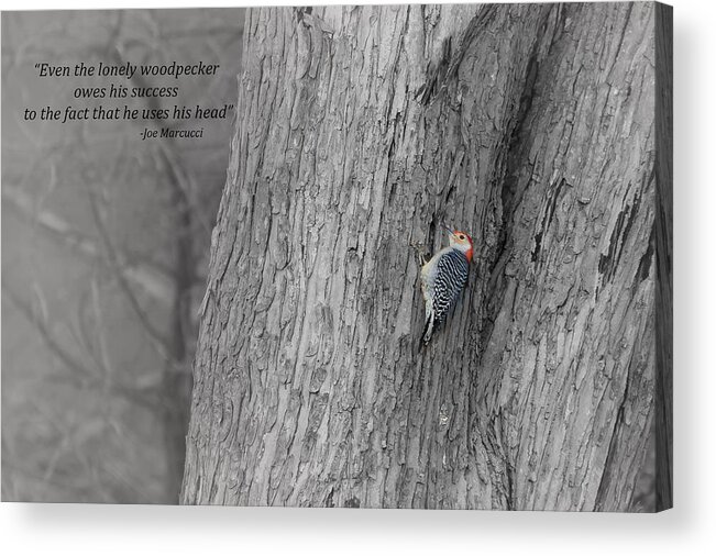Red-bellied Woodpecker Acrylic Print featuring the photograph Lonely Woodpecker by Holden The Moment