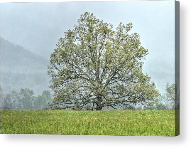 Tree Acrylic Print featuring the photograph Lonesome Tree by Blaine Owens
