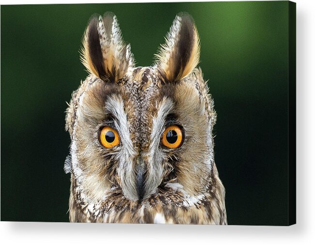 Long Eared Owl Acrylic Print featuring the photograph Long Eared Owl 1 by Nigel R Bell