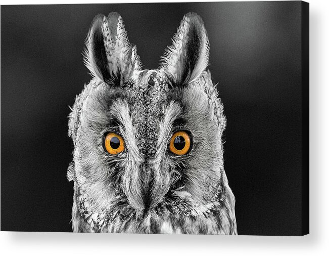 Long Eared Owl Acrylic Print featuring the photograph Long Eared Owl 2 by Nigel R Bell