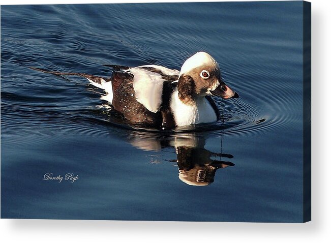 Duck Acrylic Print featuring the photograph Long-tailed Duck at Carolina Lake by Dorothy Pugh