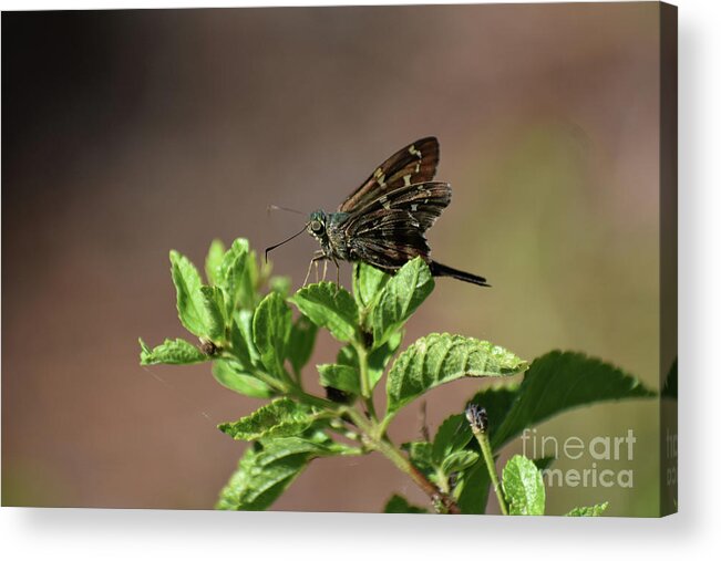 Animals Acrylic Print featuring the photograph Long Tailed Skipper by Skip Willits