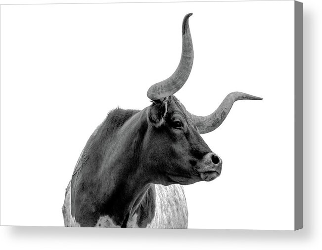 Bull Acrylic Print featuring the photograph Longhorn Pride by Kate Wiltshire