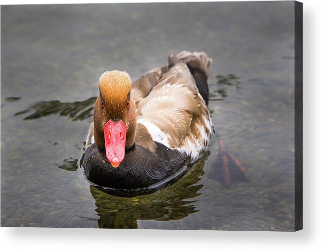 Animal Acrylic Print featuring the photograph Look into my Eyes by John Wadleigh